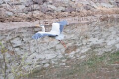 大きな鳥