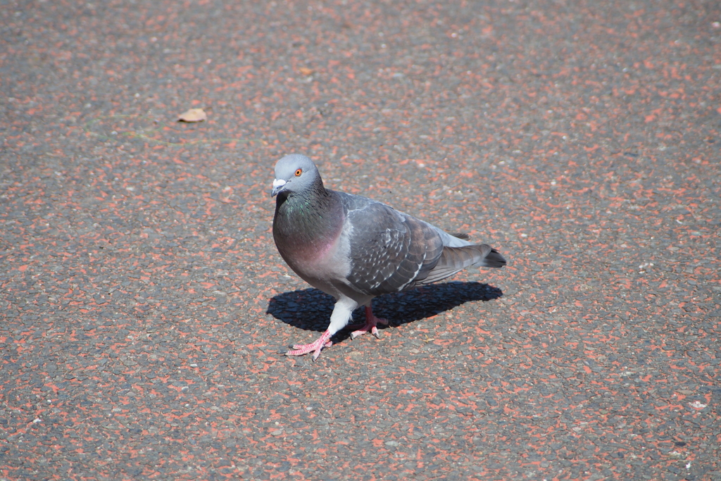 鳩