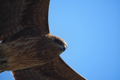 鳶
