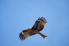 鳶