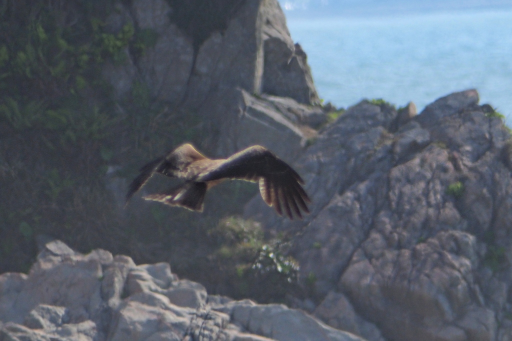 鳶