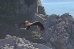 鳶
