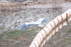 大きな鳥