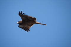 鳶