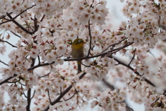 メジロ