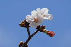 桜