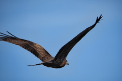 鳶