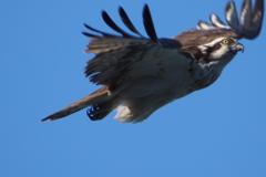鳶