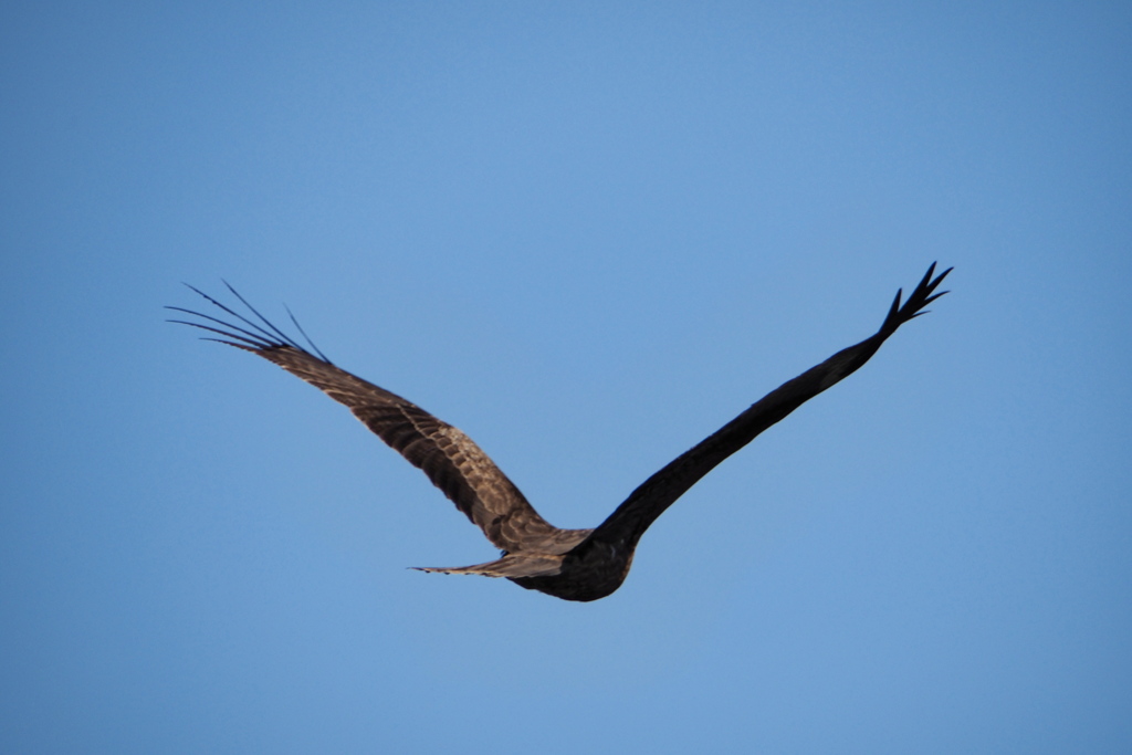 鳶