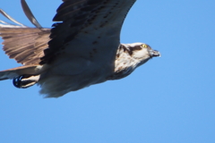 鳶