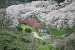 桜と風景