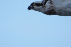 鳶