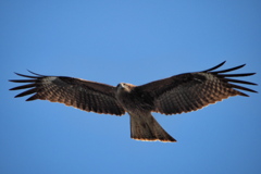 鳶