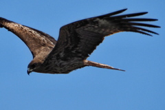 鳶