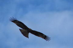鳶