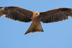 鳶