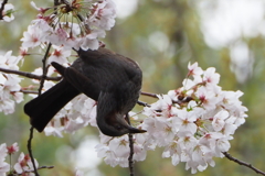 鳥
