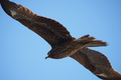 鳶