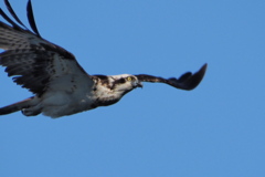 鳶