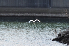シラサギ