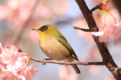 練習