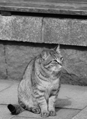 何を想う