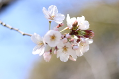 桜咲く