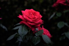 大阪中之島バラ公園のバラ（品種名：レッドプラネット）