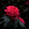 大阪中之島バラ公園のバラ（品種名：レッドプラネット）