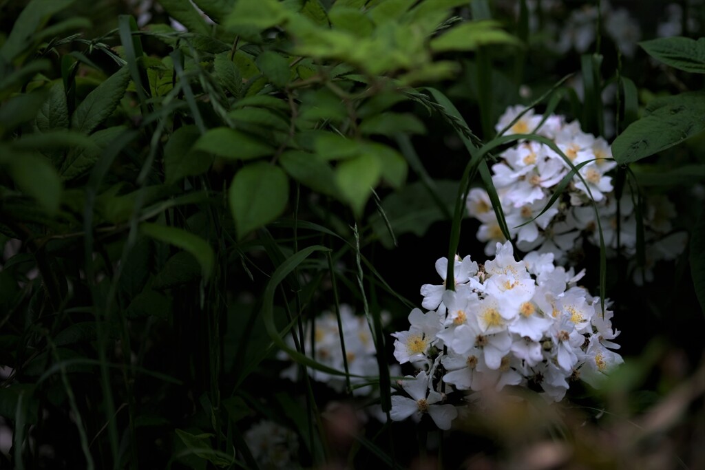 大阪中之島バラ公園のそばを流れる堂島川の岸辺に咲くノイバラ