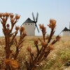 野アザミと風車のあるラマンチャの風景（スペイン）