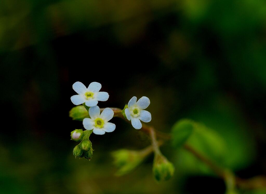 キュウリグサ（胡瓜草）(2)