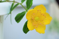 フイリバキンシバイ（斑入り葉金糸梅）