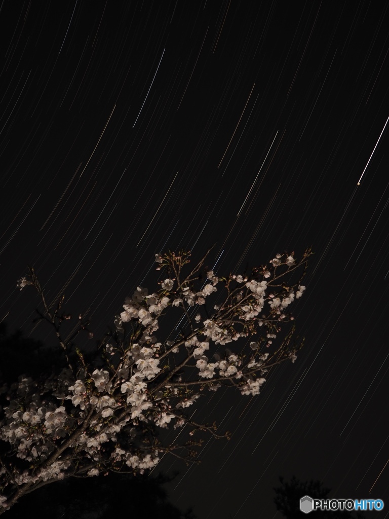 桜と星景