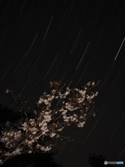 桜と星景