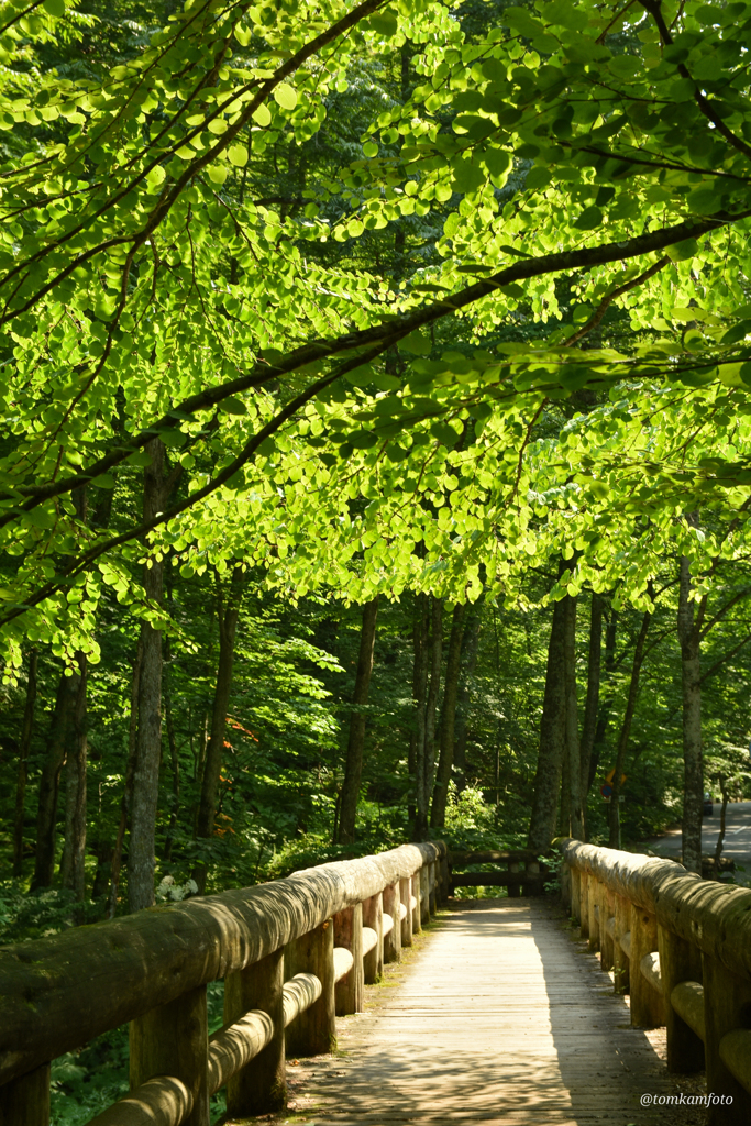 Green under Sunlight