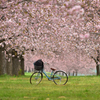 桜並木の春