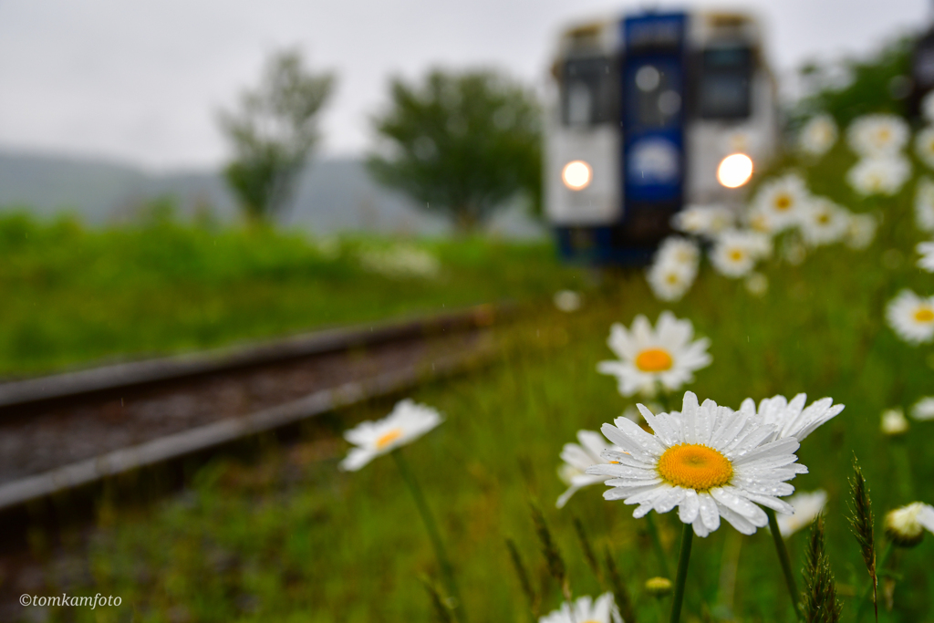 鉄道傍に濡れた花