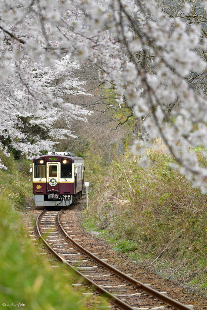 沿線を飾る桜