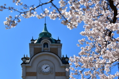 公会堂と桜