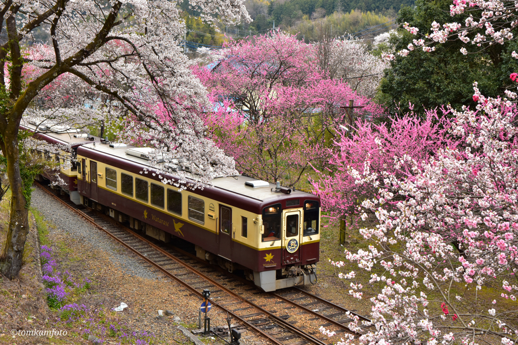 お花見電車