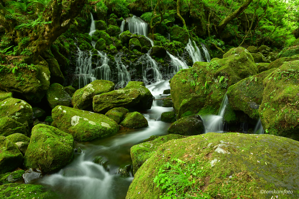 苔石と流れ