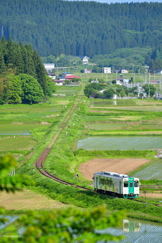 田んぼを渡る