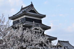 桜に染まる松本城