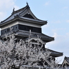 桜に染まる松本城
