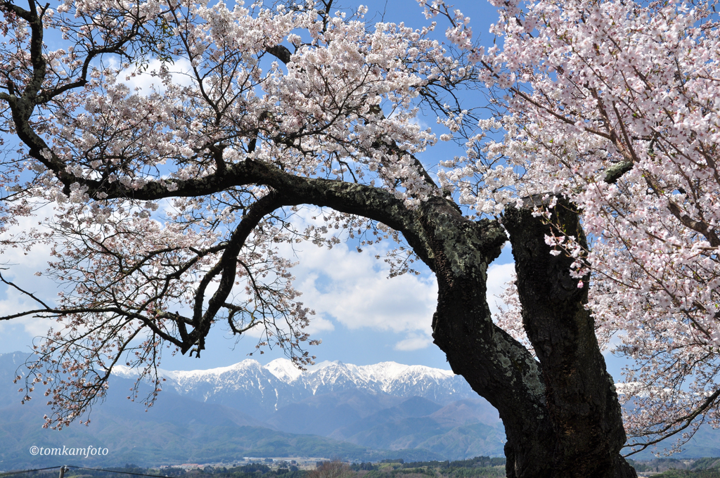 明るい桜と残雪山