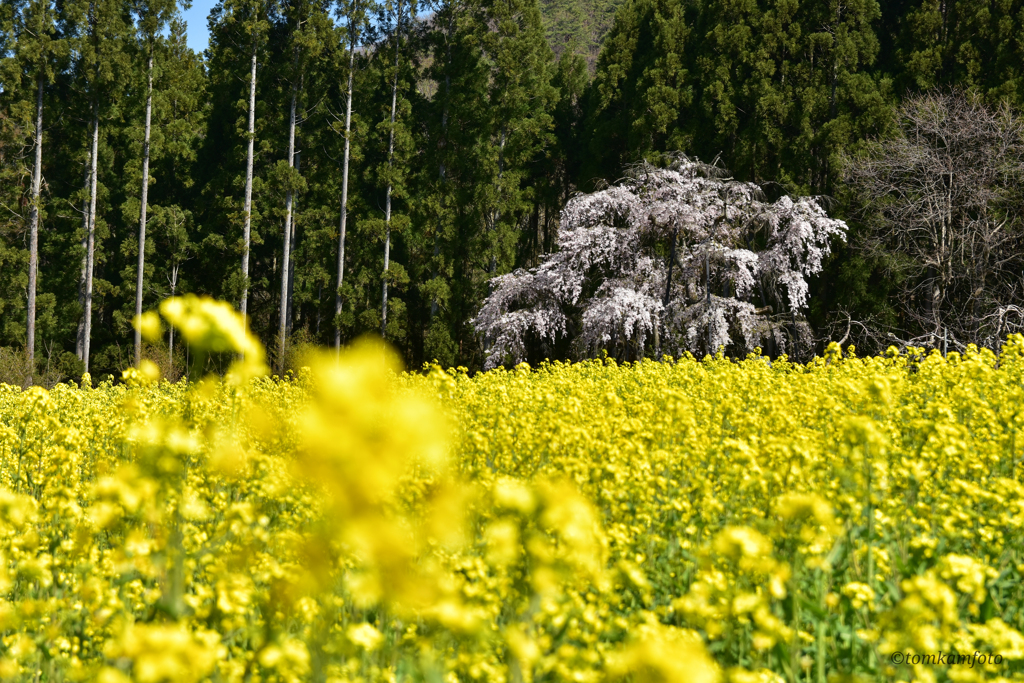 坪井のしだれ桜