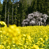 坪井のしだれ桜