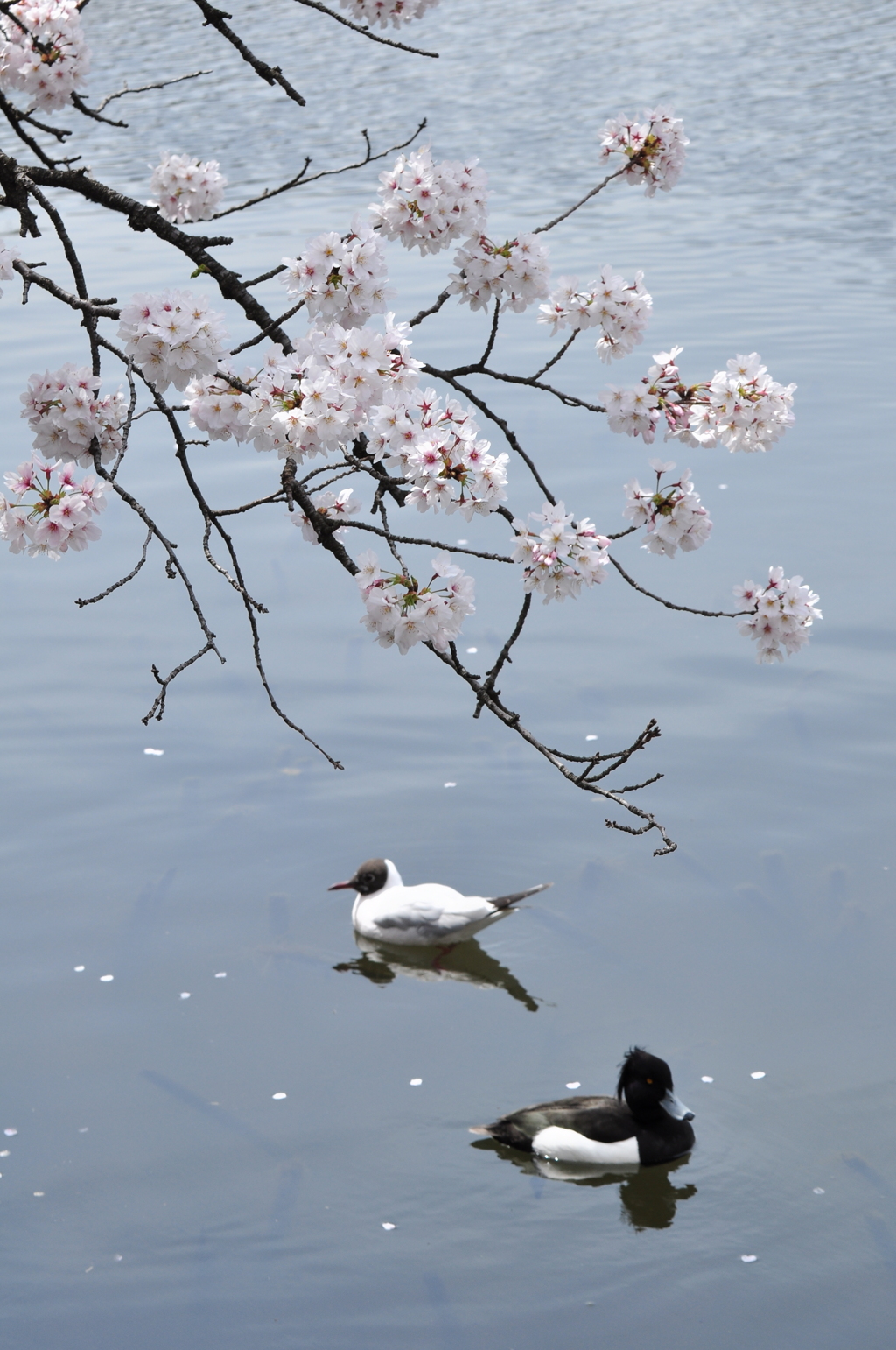 不忍池にて