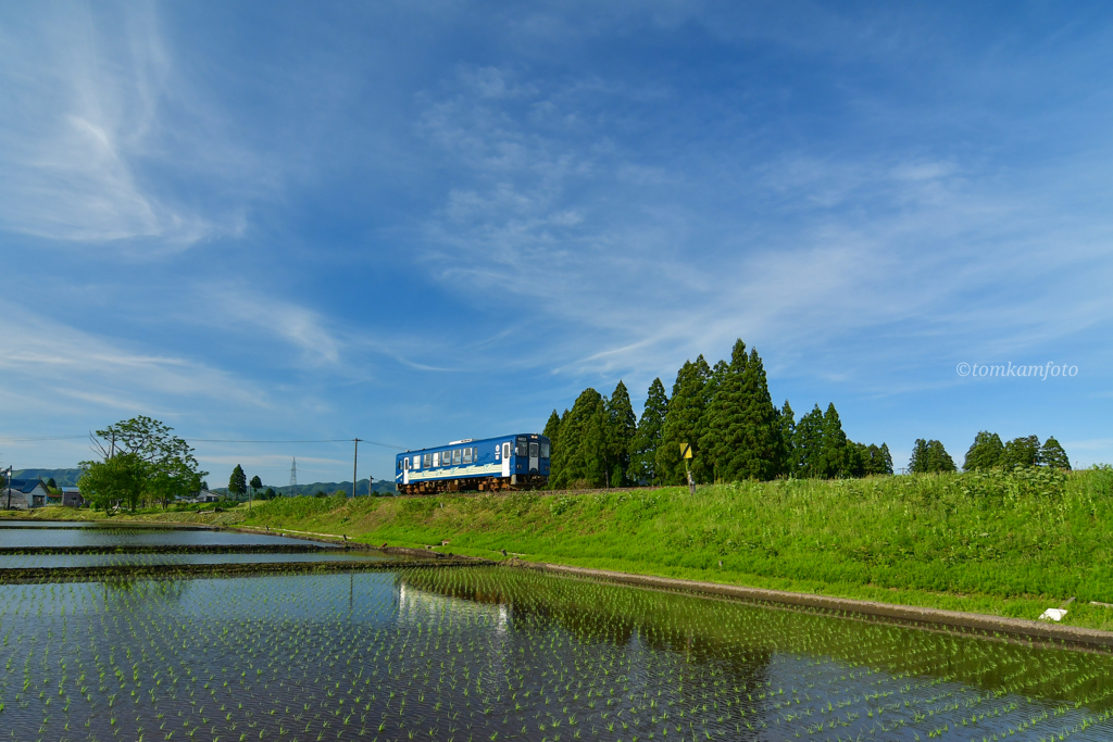 田植えの季節